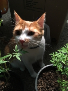 Cat Smelling Minimalistic Medical Marijuana Plant